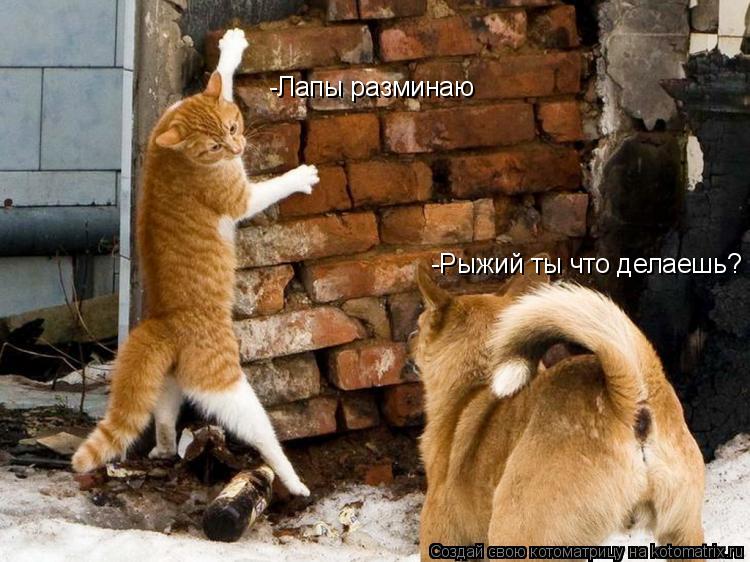 Котоматрица: -Рыжий ты что делаешь? -Лапы разминаю