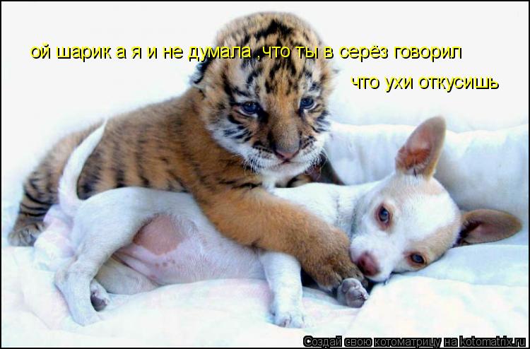 Котоматрица: ой шарик а я и не думала ,что ты в серёз говорил  что ухи откусишь