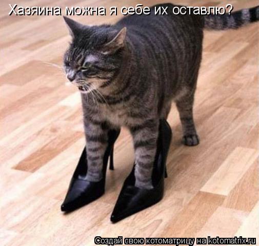 Котоматрица: Хазяина можна я себе их оставлю?