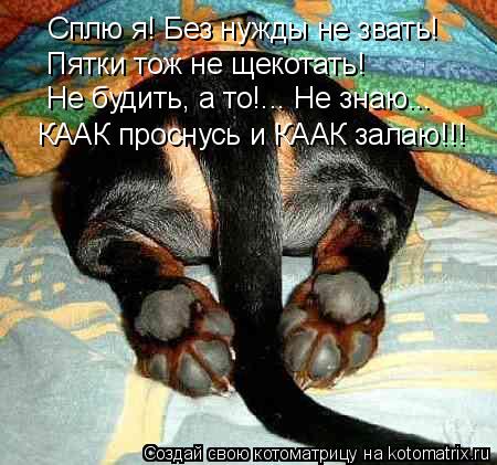 Сплю я! Без нужды не звать! Пятки тож не щекотать! Не будить, а то!... Не знаю... КААК проснусь и КАА... Котоматрица: Сплю я! Без нужды не звать! Пятки тож не щекотать! Не будить, а то!... Не знаю... КААК проснусь и КААК залаю!!!