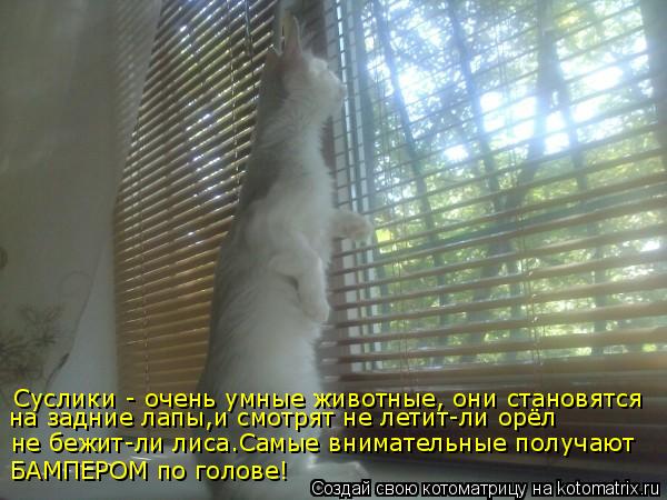 Котоматрица: Суслики - очень умные животные, они становятся не бежит-ли лиса.Самые внимательные получают БАМПЕРОМ по голове! на задние лапы,и смотрят не 