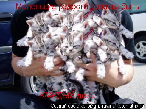 Котоматрица: Маленькие радости должны быть КАЖДЫЙ день
