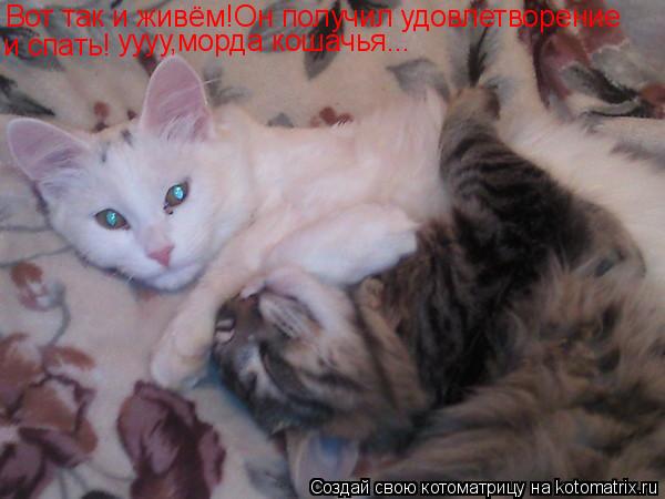 Котоматрица: Вот так и живём!Он получил удовлетворение и спать! уууу,морда кошачья...