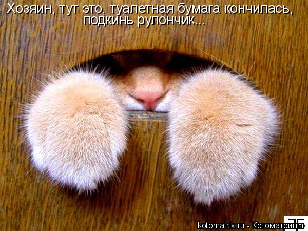 Котоматрица: Хозяин, тут это, туалетная бумага кончилась, подкинь рулончик...