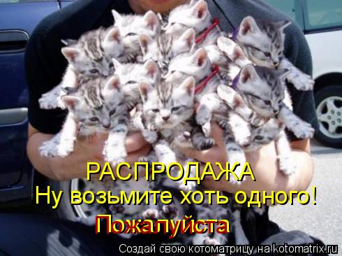 Котоматрица: РАСПРОДАЖА Ну возьмите хоть одного! Пожалуйста Пожалуйста