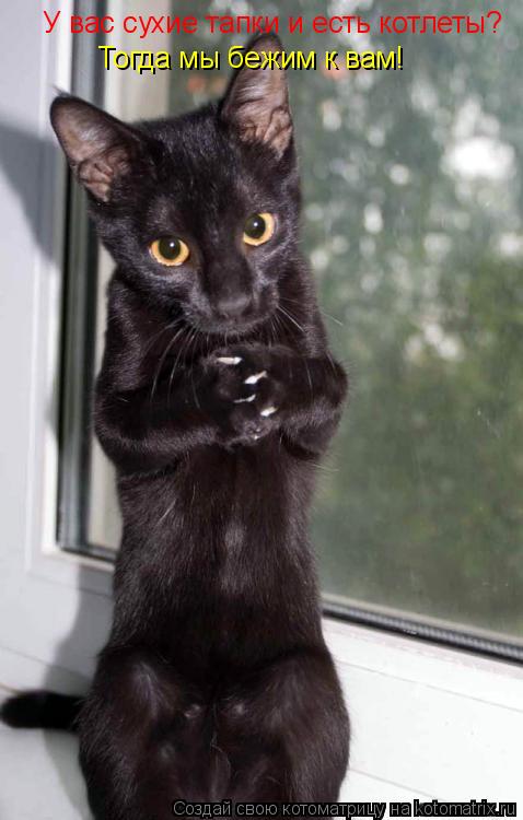 Котоматрица: У вас сухие тапки и есть котлеты? Тогда мы бежим к вам!
