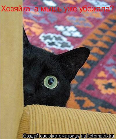 Котоматрица: Хозяйка, а мышь уже убежала?
