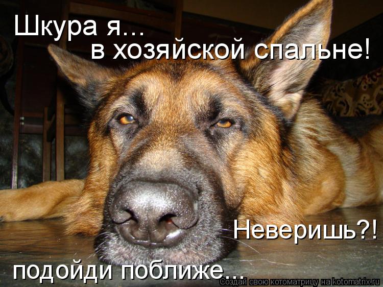 Котоматрица: Шкура я... в хозяйской спальне! Неверишь?! подойди поближе...
