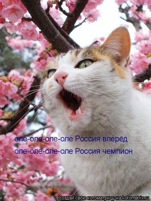 Котоматрица: оле-оле-оле-оле Россия вперёд оле-оле-оле-оле Россия чемпион