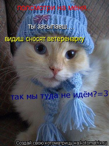 Котоматрица: полсмотри на меня...  ты засыпаеш.... видиш сносят ветеренарку так мы туда не идём?=3
