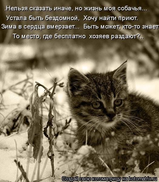 Котоматрица: …Нельзя сказать иначе, но жизнь моя собачья... Устала быть бездомной,  Хочу найти приют.   Зима в сердца вмерзает...  Быть может, кто-то знает   Т
