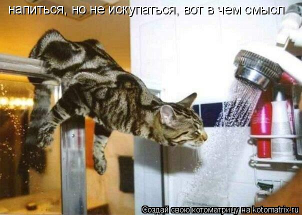 напиться, но не искупаться, вот в чем смысл... Котоматрица: напиться, но не искупаться, вот в чем смысл