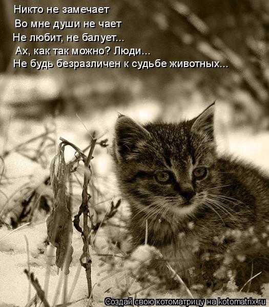 Никто не замечает Во мне души не чает Не любит, не балует... Ах, как так можно? Люди... Не будь без... Котоматрица: Никто не замечает Во мне души не чает Не любит, не балует... Ах, как так можно? Люди... Не будь безразличен к судьбе животных...