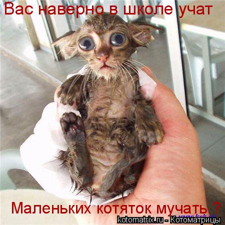 Котоматрица: Вас наверно в школе учат Маленьких котяток мучать ?