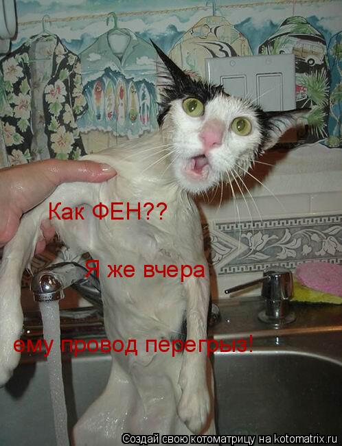 Котоматрица: Как ФЕН?? Я же вчера  ему провод перегрыз!