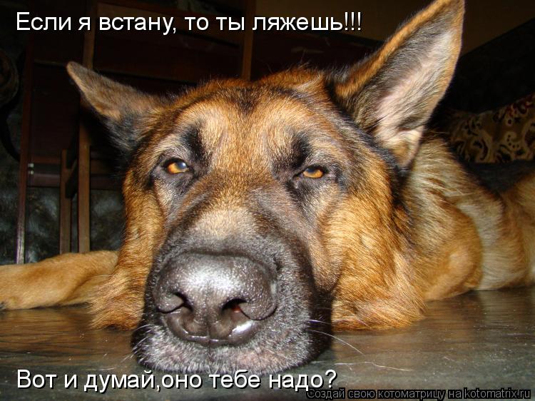 Если я встану, то ты ляжешь!!! Вот и думай,оно тебе надо?... Котоматрица: Если я встану, то ты ляжешь!!! Вот и думай,оно тебе надо?
