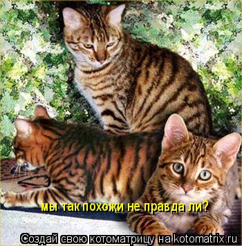 мы так похожи не правда ли?... Котоматрица: мы так похожи не правда ли?