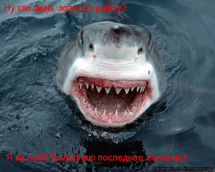 Ну кто звал, золотую рыбку? Я за неё!! Выполняю последнее желание!!... Котоматрица: Ну кто звал, золотую рыбку? Я за неё!! Выполняю последнее желание!!