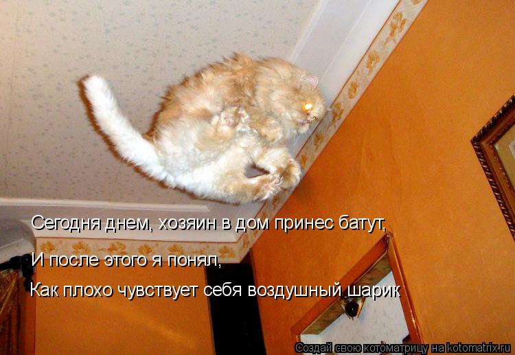 Сегодня днем, хозяин в дом принес батут, И после этого я понял, Как плохо чувствует себя воздушный ш... Котоматрица: Сегодня днем, хозяин в дом принес батут, И после этого я понял, Как плохо чувствует себя воздушный шарик