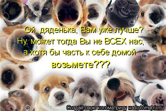 Ой, дяденька, Вам уже лучше? Ну, может тогда Вы не ВСЕХ нас, а хотя бы часть к себе домой возьмете?... Котоматрица: Ой, дяденька, Вам уже лучше? Ну, может тогда Вы не ВСЕХ нас, а хотя бы часть к себе домой возьмете???