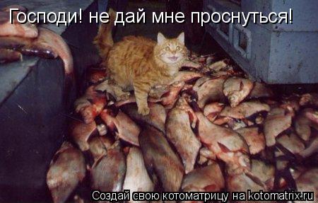 Господи! не дай мне проснуться!... Котоматрица: Господи! не дай мне проснуться!