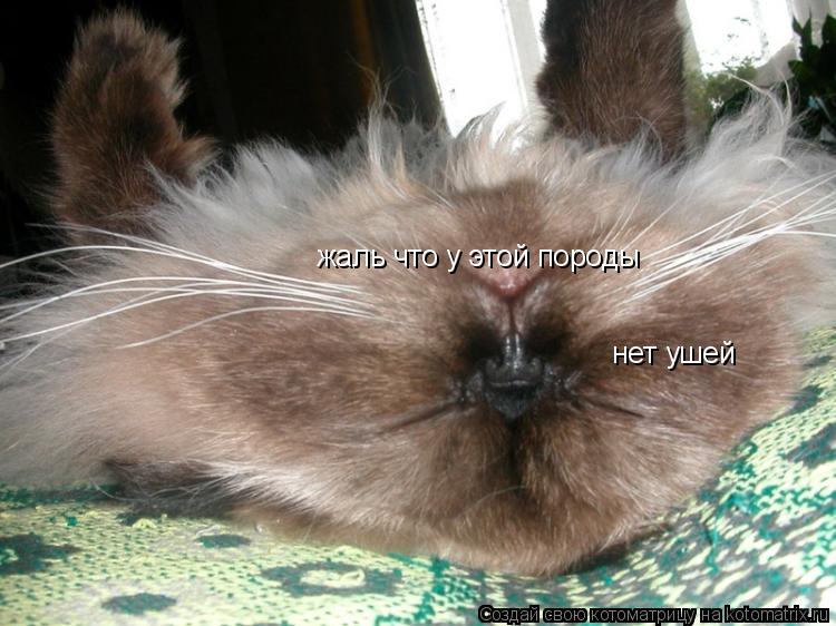 жаль что у этой породы нет ушей... Котоматрица: жаль что у этой породы нет ушей