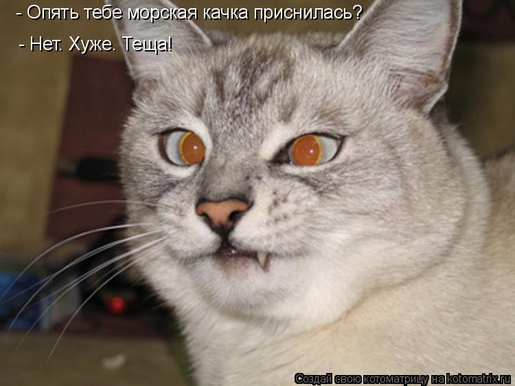 Котоматрица: - Нет. Хуже. Теща! - Опять тебе морская качка приснилась?