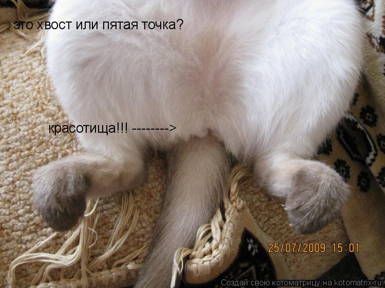 это хвост или пятая точка? красотища!!! -------->... Котоматрица: это хвост или пятая точка? красотища!!! -------->