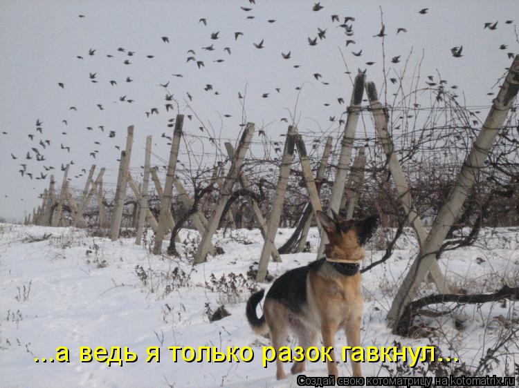 Котоматрица: ...а ведь я только разок гавкнул...