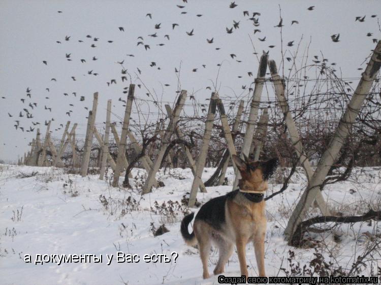 Котоматрица: а документы у Вас есть?