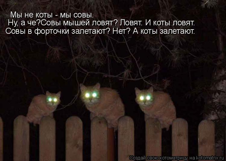 Котоматрица: Мы не коты - мы совы. Ну, а че?Совы мышей ловят? Ловят. И коты ловят. Совы в форточки залетают? Нет? А коты залетают.