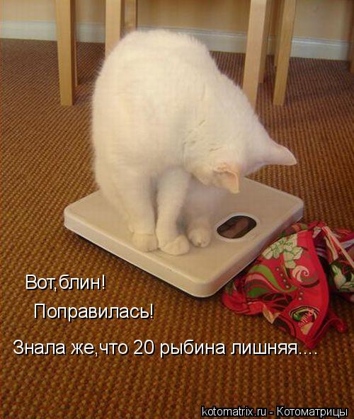 Вот,блин! Поправилась! Знала же,что 20 рыбина лишняя....... Котоматрица: Вот,блин! Поправилась! Знала же,что 20 рыбина лишняя....