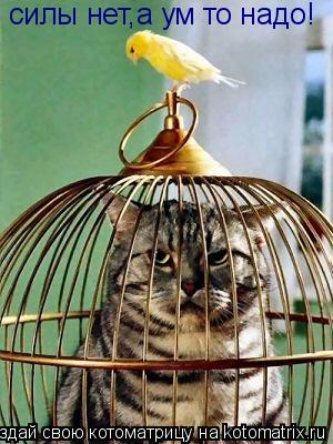 Котоматрица: силы нет,а ум то надо!