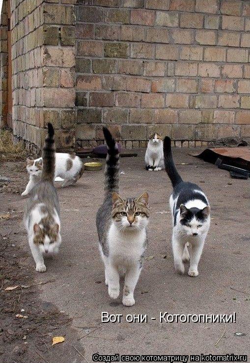 Котоматрица: Вот они - Котогопники!