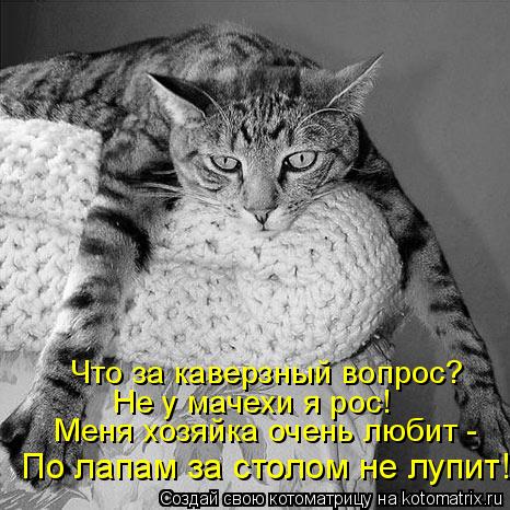 Что за каверзный вопрос? Не у мачехи я рос! Меня хозяйка очень любит - По лапам за столом не лупит!... Котоматрица: Что за каверзный вопрос? Не у мачехи я рос! Меня хозяйка очень любит - По лапам за столом не лупит!