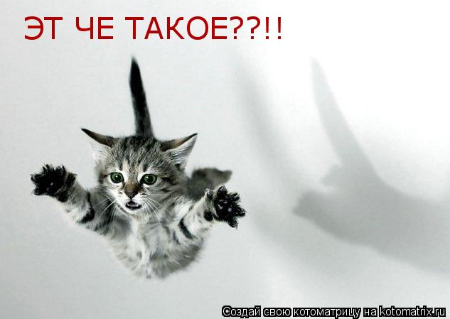 Котоматрица: ЭТ ЧЕ ТАКОЕ??!!