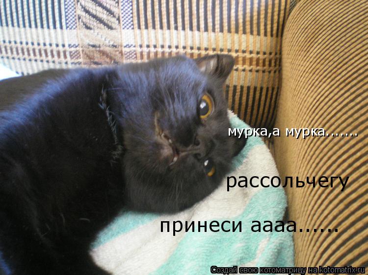 Котоматрица: мурка а мурка....... , рассольчегу принеси аааа......