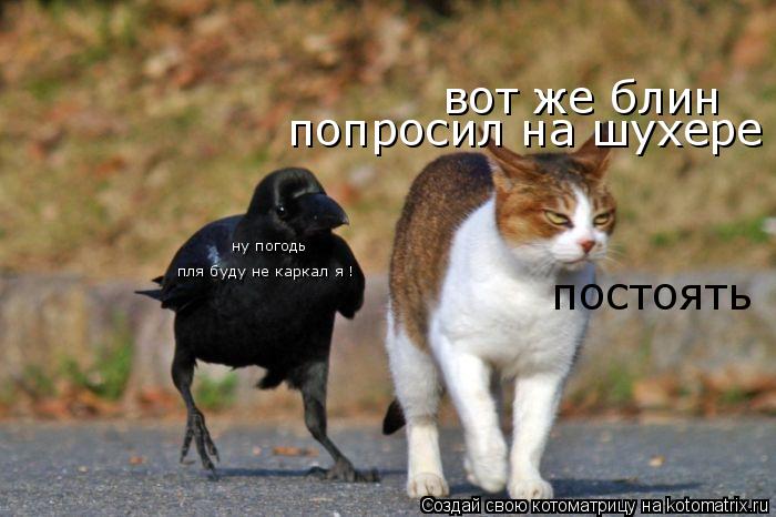 Котоматрица: вот же блин  попросил на шухере постоять ну погодь пля буду не каркал я !