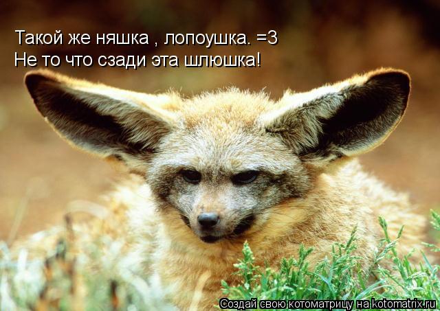 Котоматрица: Такой же няшка , лопоушка. =3 Не то что сзади эта шлюшка!