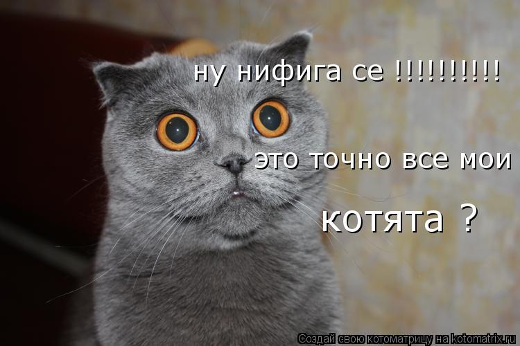 Котоматрица: ну нифига се !!!!!!!!!! это точно все мои котята ?