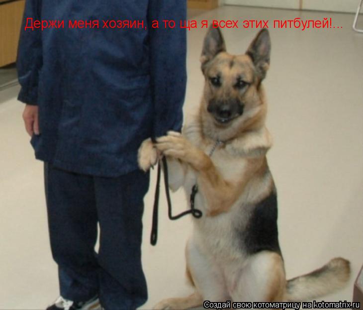 Котоматрица: Держи меня хозяин, а то ща я всех этих питбулей!...