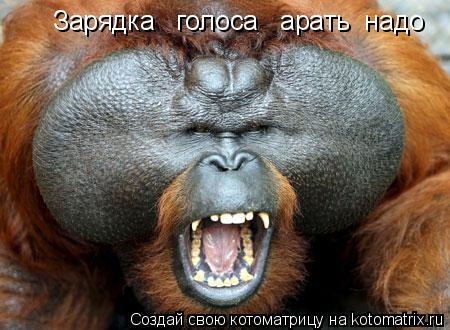 Котоматрица: Зарядка   голоса   арать  надо
