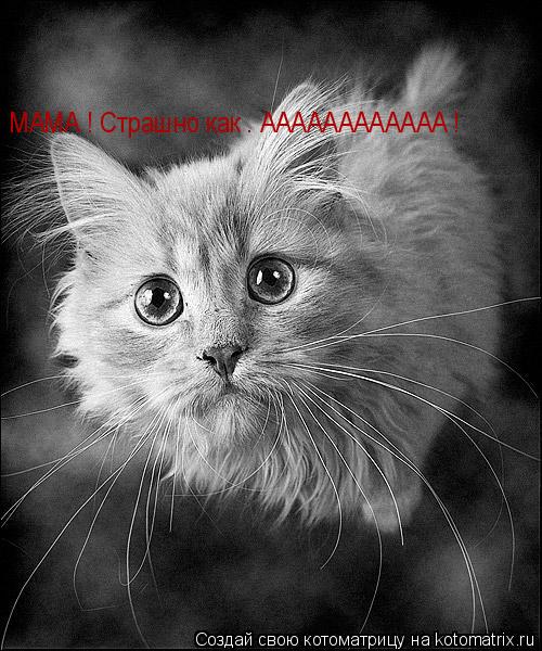 Котоматрица: МАМА ! Страшно как . АААААААААААА ! МАМА ! Страшно как . АААААААААААА !