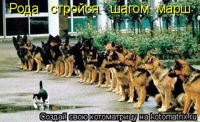 Котоматрица: Рода   стройся   шагом  марш