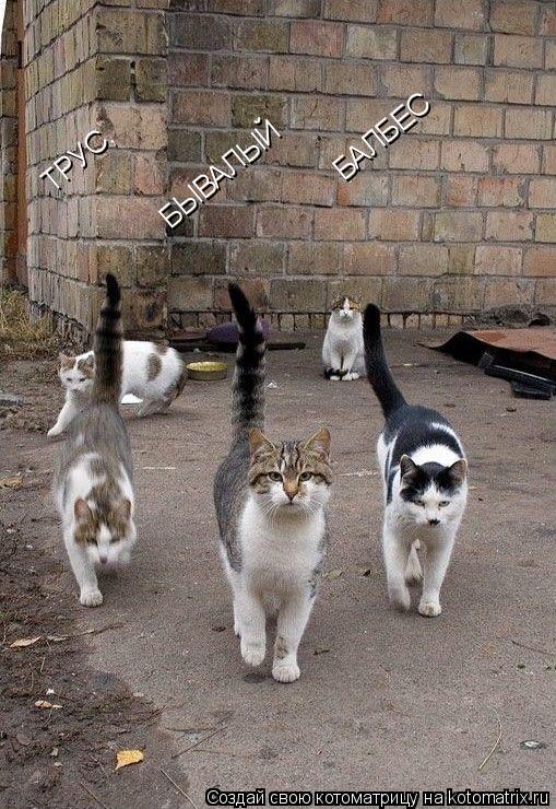 Котоматрица: ТРУС, БАЛБЕС БЫВАЛЫЙ