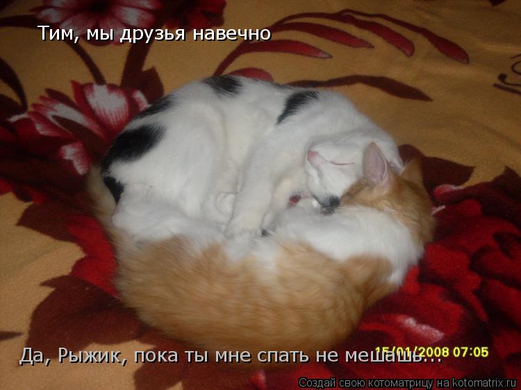 Котоматрица: Тим, мы друзья навечно Тим, мы друзья навечно Да, Рыжик, пока ты мне спать не мешашь...