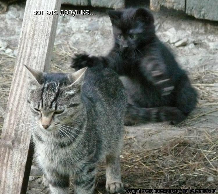 Котоматрица: вот это дэвушка...