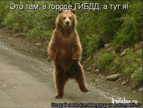 Котоматрица: - Это там, в городе ГИБДД, а тут я!