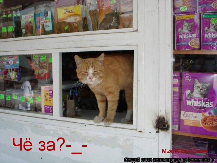 Котоматрица: Чё за?-_- Мьяу!Мьяу!О мьяу