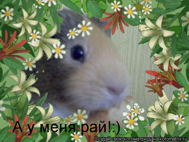 Котоматрица: А у меня рай!:)